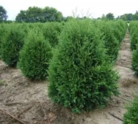 bb 5' arborvitae holmstrup