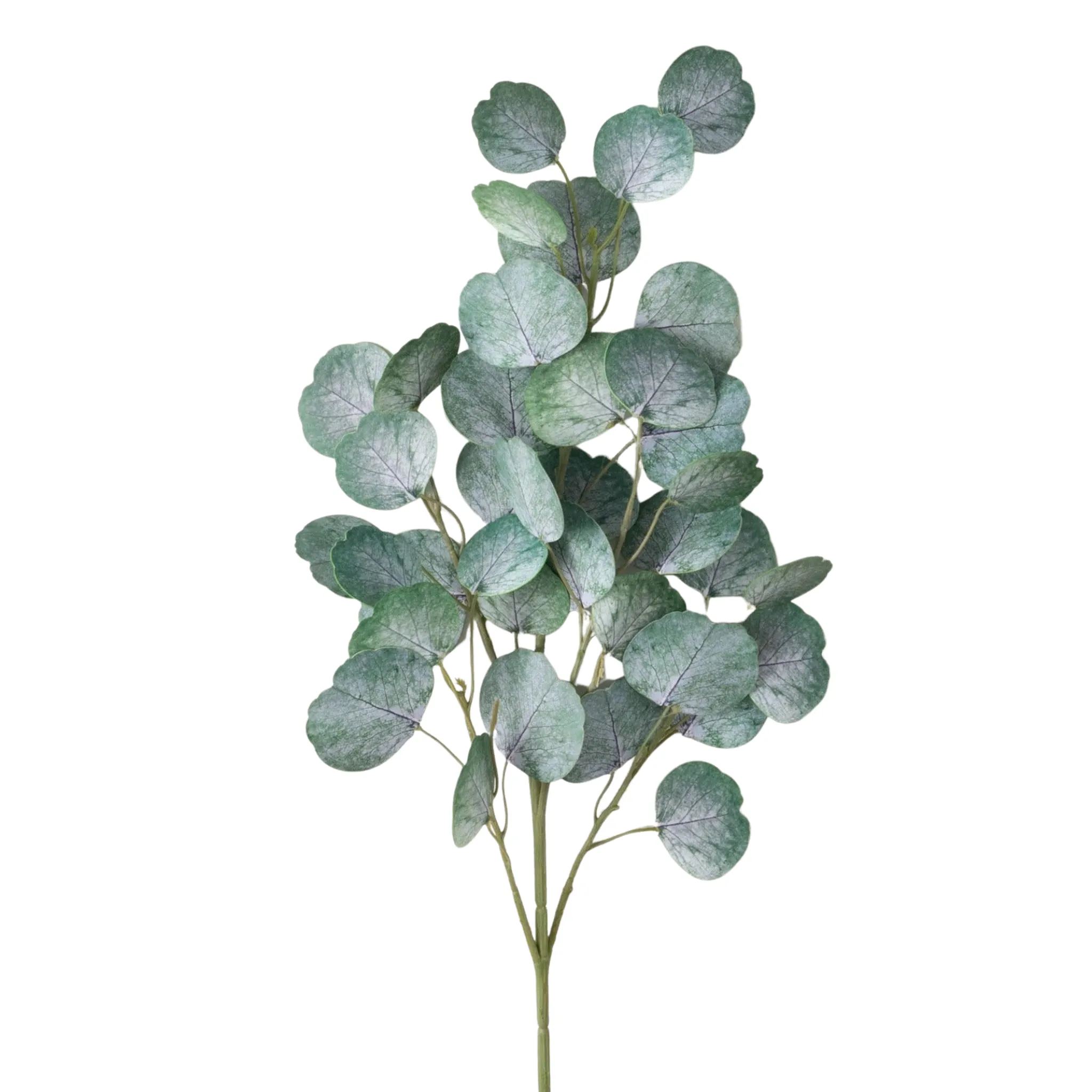 Eucalyptus Spray