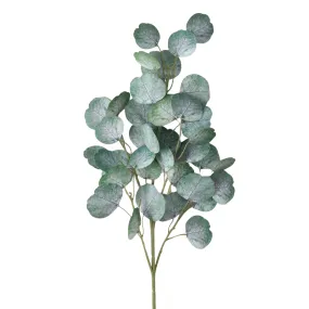 Eucalyptus Spray