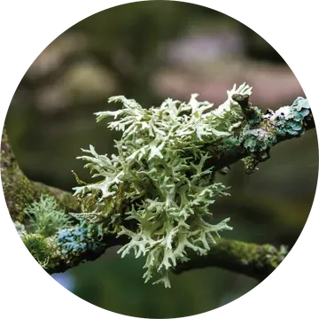 Oakmoss Absolute - Living Libations