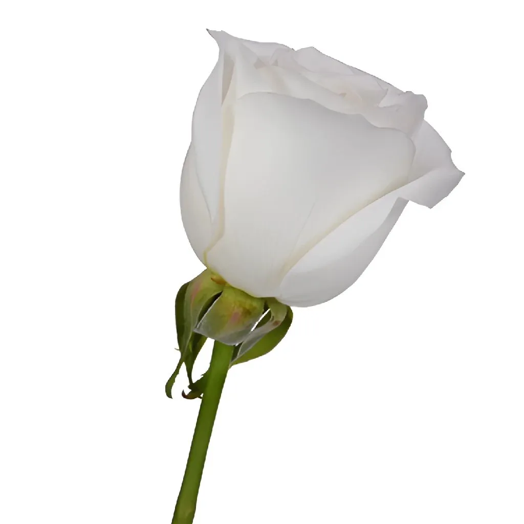 White Tibet Rose